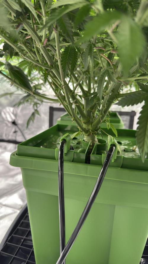 The Dual Ritual [GrapePak x Barf Breath]. Week 8