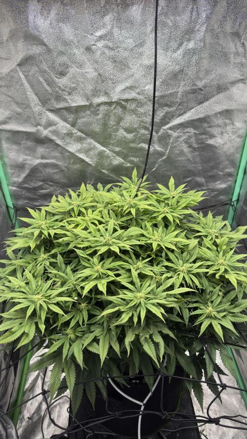 Step-Grower, Help! I'm Stuck (with BBC). Week 11