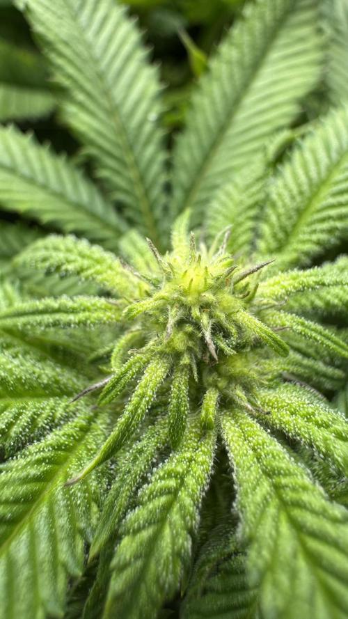 Step-Grower, Help! I'm Stuck (with BBC). Week 11