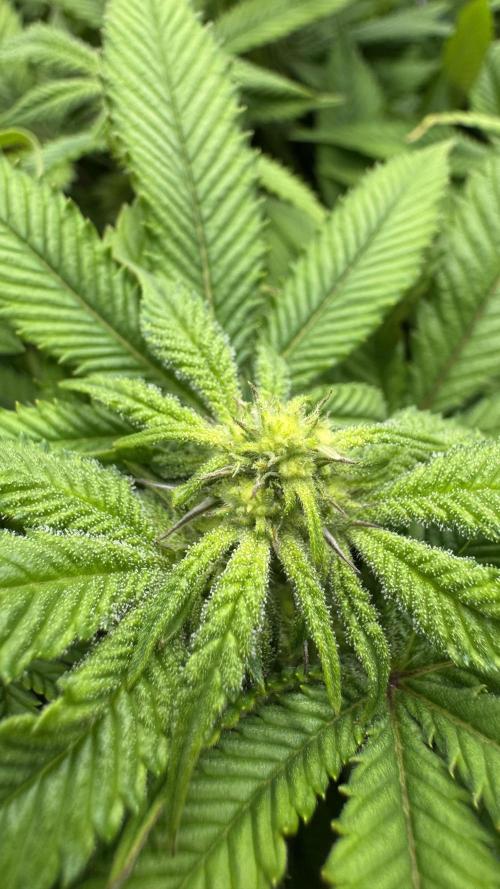 Step-Grower, Help! I'm Stuck (with BBC). Week 11