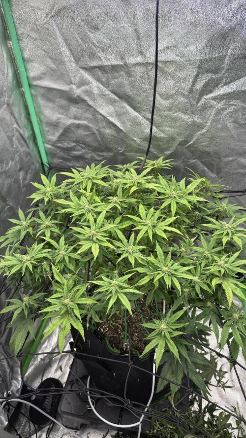 Step-Grower, Help! I'm Stuck (with BBC). Week 11