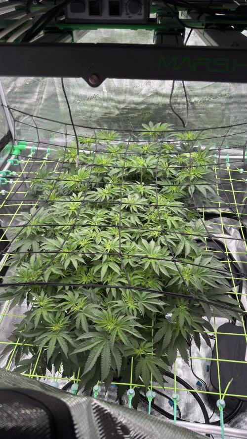 The Dual Ritual [GrapePak x Barf Breath]. Week 9