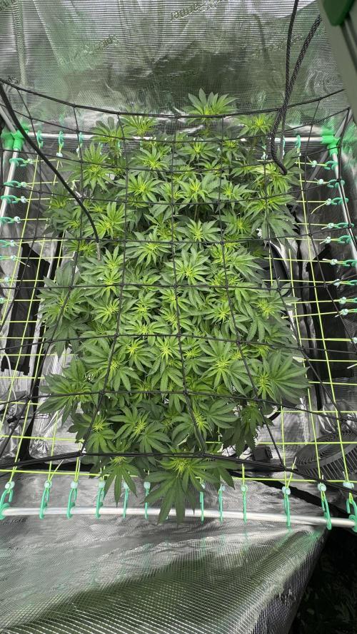 The Dual Ritual [GrapePak x Barf Breath]. Week 9