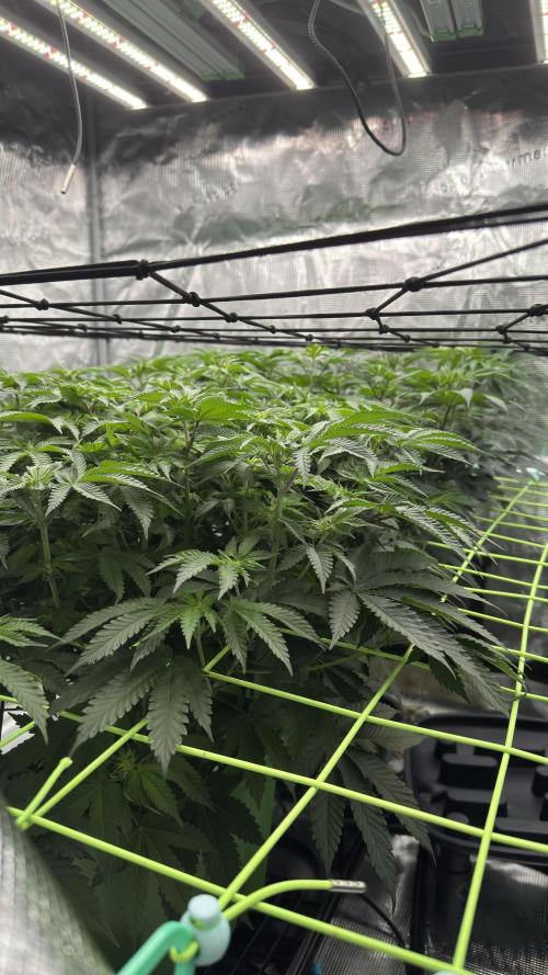 The Dual Ritual [GrapePak x Barf Breath]. Week 9