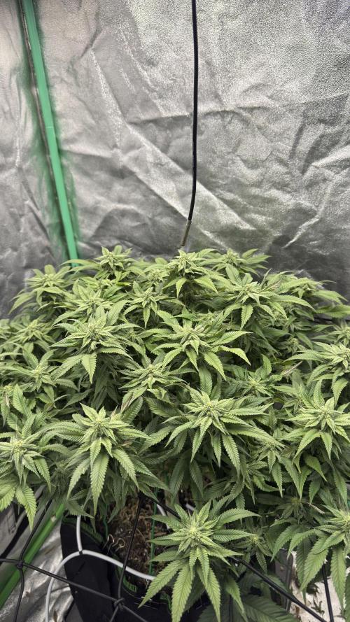 Step-Grower, Help! I'm Stuck (with BBC). Week 12