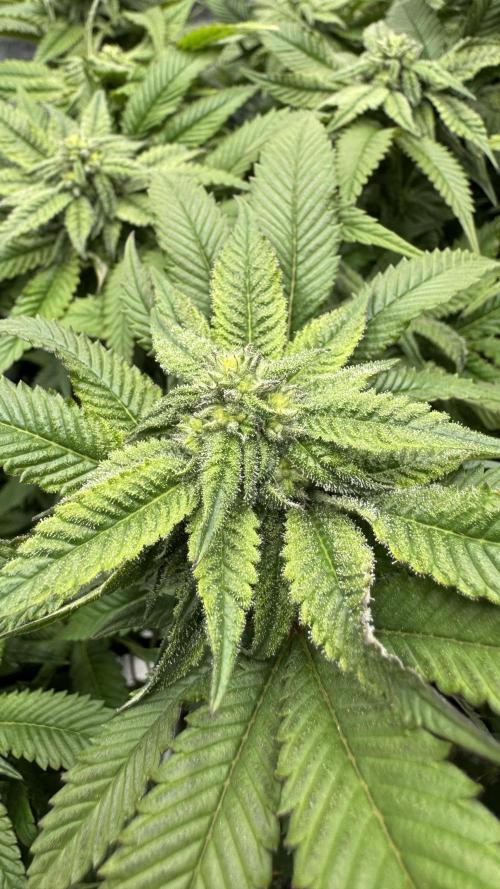 Step-Grower, Help! I'm Stuck (with BBC). Week 12