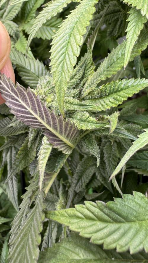 Step-Grower, Help! I'm Stuck (with BBC). Week 12