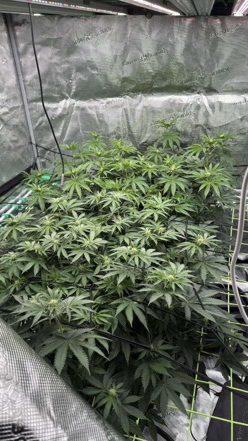 The Dual Ritual [GrapePak x Barf Breath]. Week 10