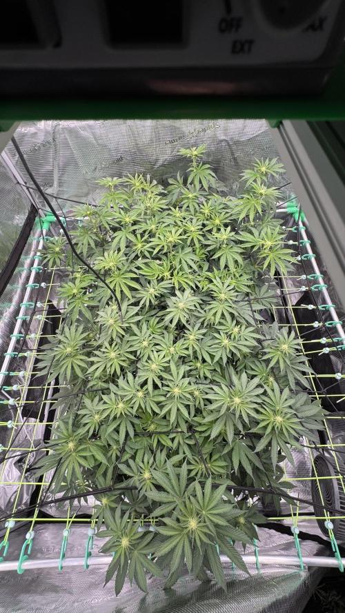 The Dual Ritual [GrapePak x Barf Breath]. Week 10