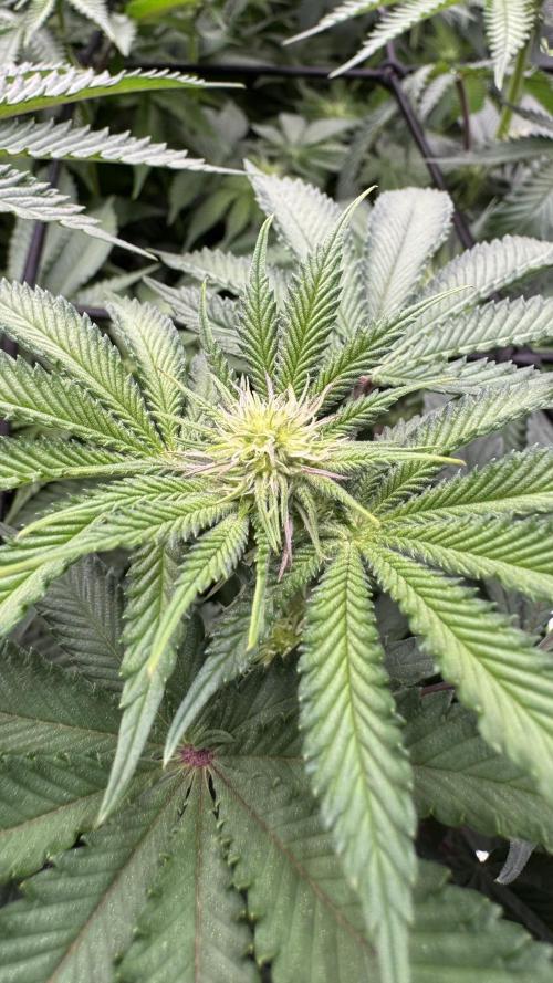 The Dual Ritual [GrapePak x Barf Breath]. Week 10 - GrapePak