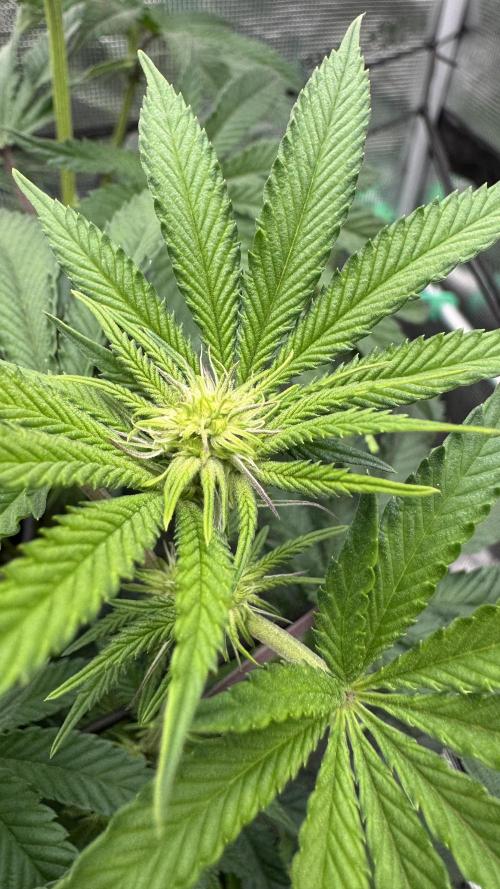 The Dual Ritual [GrapePak x Barf Breath]. Week 10 - BarfBreath