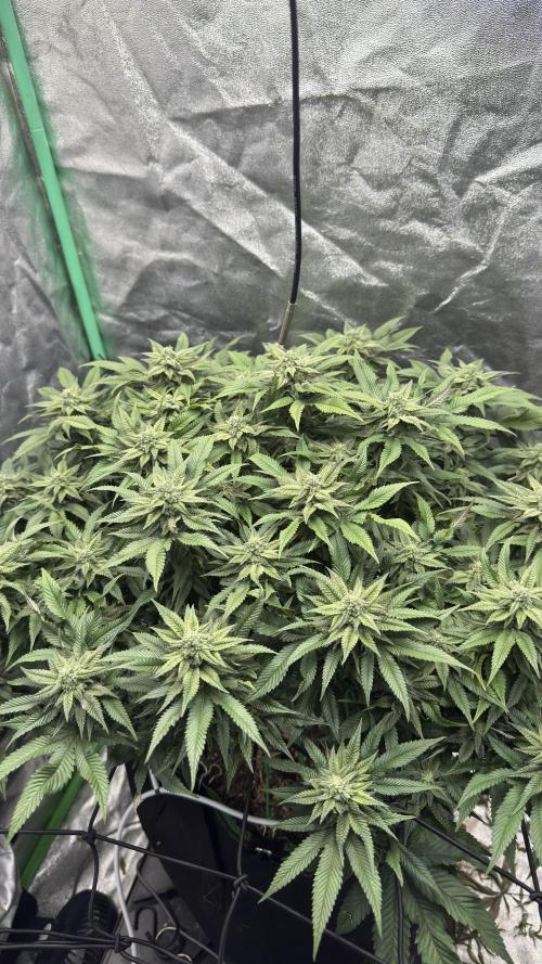 Step-Grower, Help! I'm Stuck (with BBC). Week 13