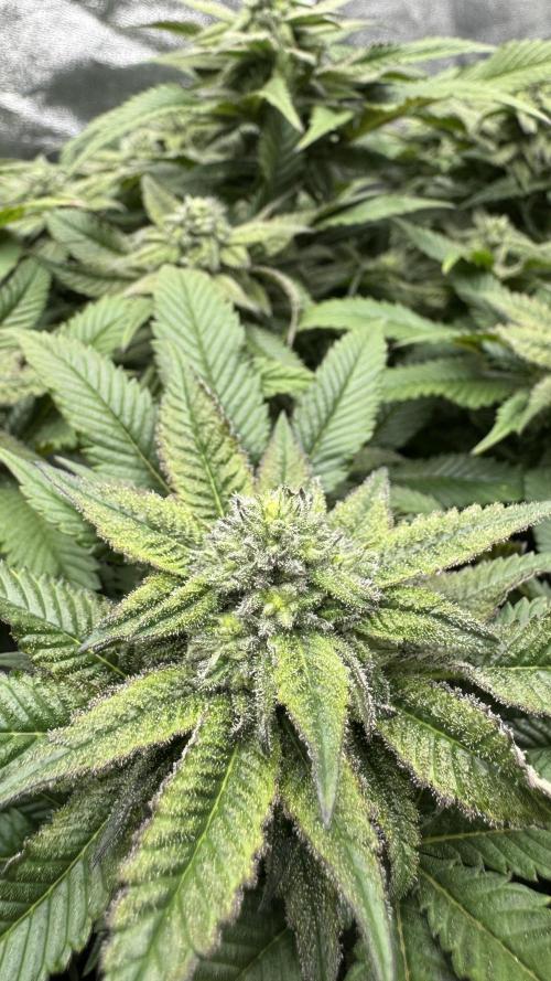 Step-Grower, Help! I'm Stuck (with BBC). Week 13