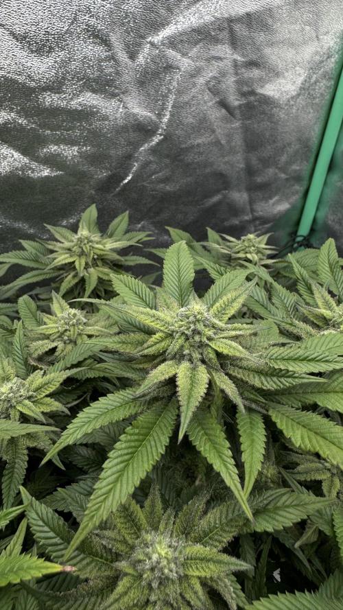 Step-Grower, Help! I'm Stuck (with BBC). Week 13