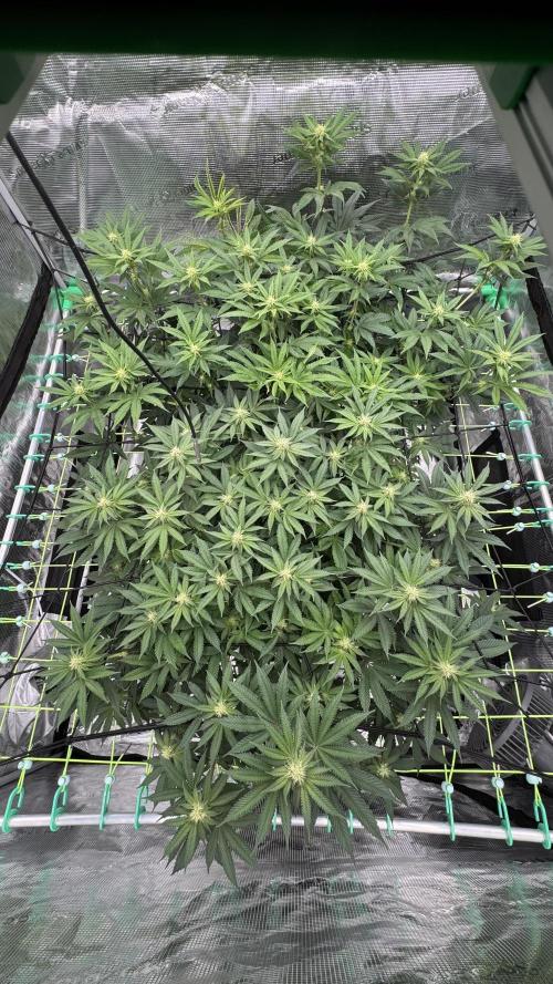 The Dual Ritual [GrapePak x Barf Breath]. Week 11 - Before