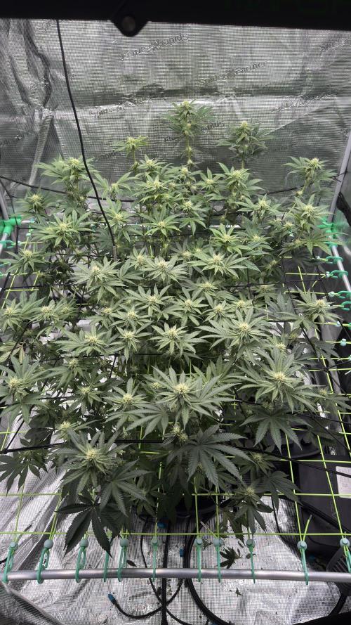 The Dual Ritual [GrapePak x Barf Breath]. Week 11 - After