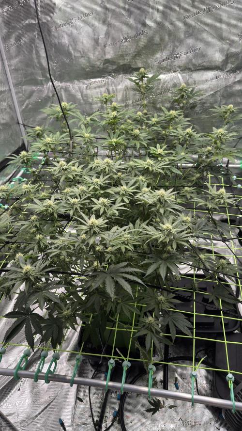 The Dual Ritual [GrapePak x Barf Breath]. Week 11 - After