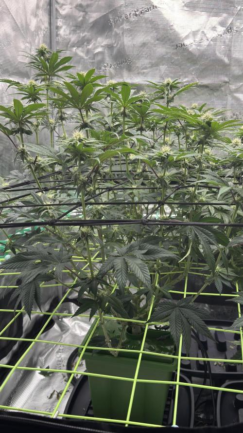 The Dual Ritual [GrapePak x Barf Breath]. Week 11 - After