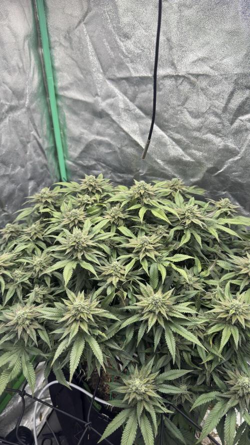 Step-Grower, Help! I'm Stuck (with BBC). Week 14