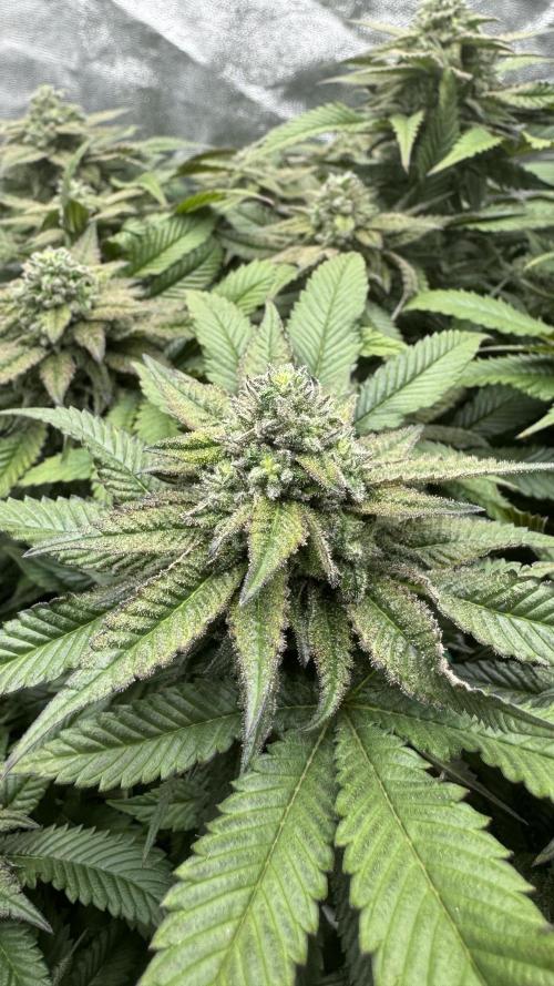 Step-Grower, Help! I'm Stuck (with BBC). Week 14
