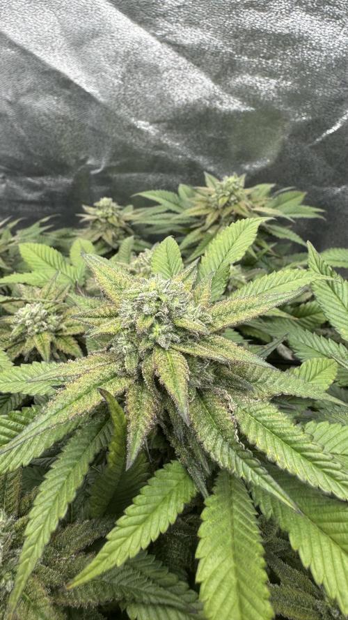 Step-Grower, Help! I'm Stuck (with BBC). Week 14