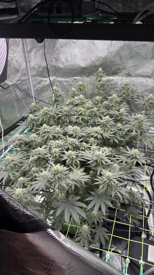 The Dual Ritual [GrapePak x Barf Breath]. Week 12