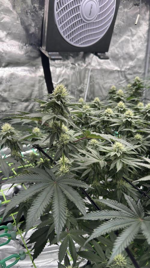The Dual Ritual [GrapePak x Barf Breath]. Week 12