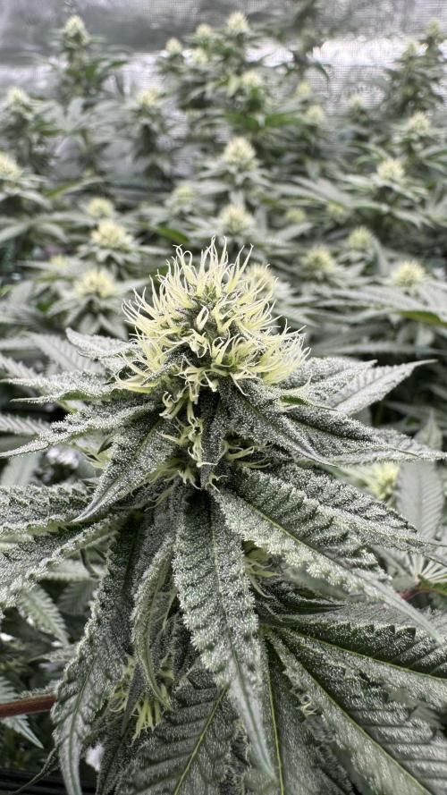 The Dual Ritual [GrapePak x Barf Breath]. Week 12