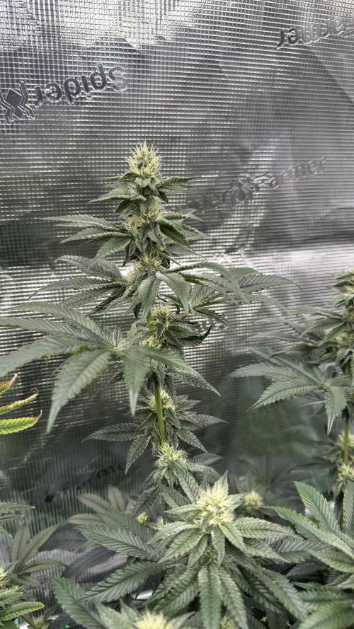 The Dual Ritual [GrapePak x Barf Breath]. Week 12