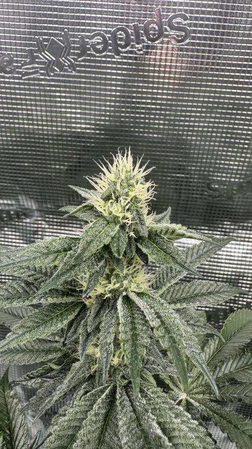 The Dual Ritual [GrapePak x Barf Breath]. Week 12