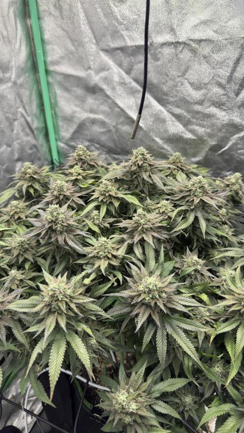 Step-Grower, Help! I'm Stuck (with BBC). Week 15