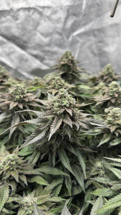 Step-Grower, Help! I'm Stuck (with BBC). Week 15