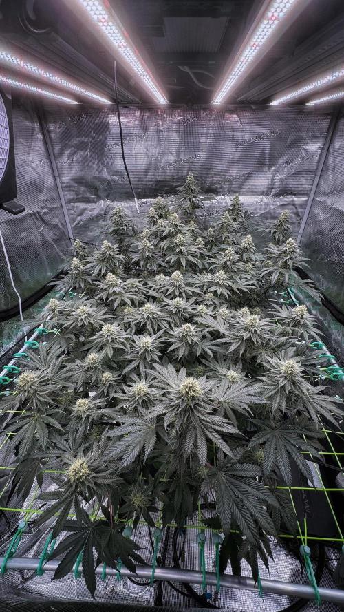 The Dual Ritual [GrapePak x Barf Breath]. Week 13