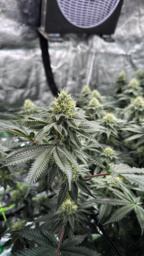 The Dual Ritual [GrapePak x Barf Breath]. Week 13
