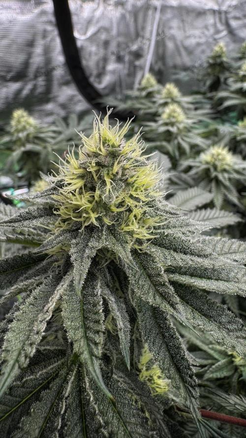 The Dual Ritual [GrapePak x Barf Breath]. Week 13