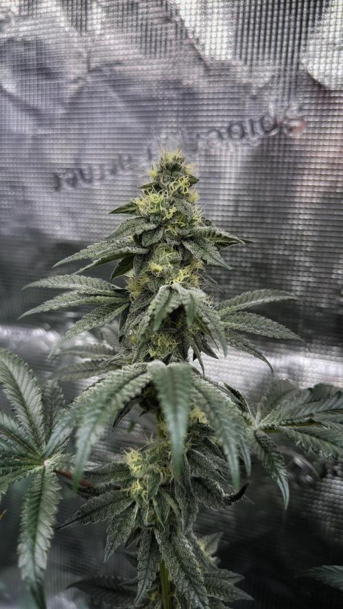 The Dual Ritual [GrapePak x Barf Breath]. Week 13