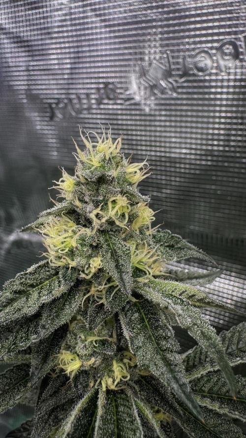 The Dual Ritual [GrapePak x Barf Breath]. Week 13