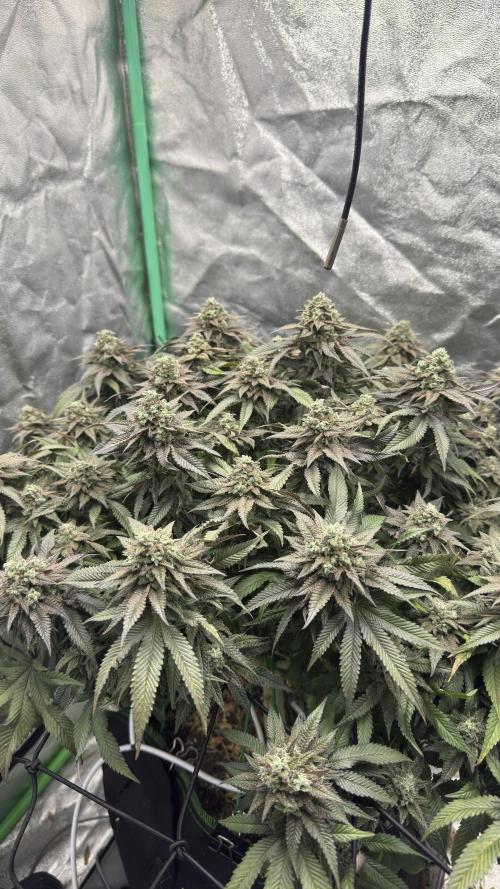 Step-Grower, Help! I'm Stuck (with BBC). Week 16