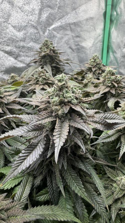 Step-Grower, Help! I'm Stuck (with BBC). Week 16
