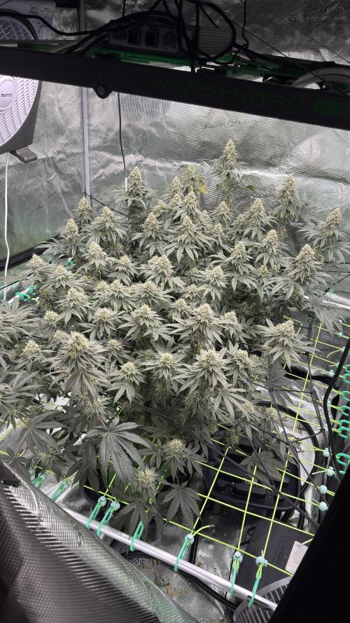 The Dual Ritual [GrapePak x Barf Breath]. Week 14