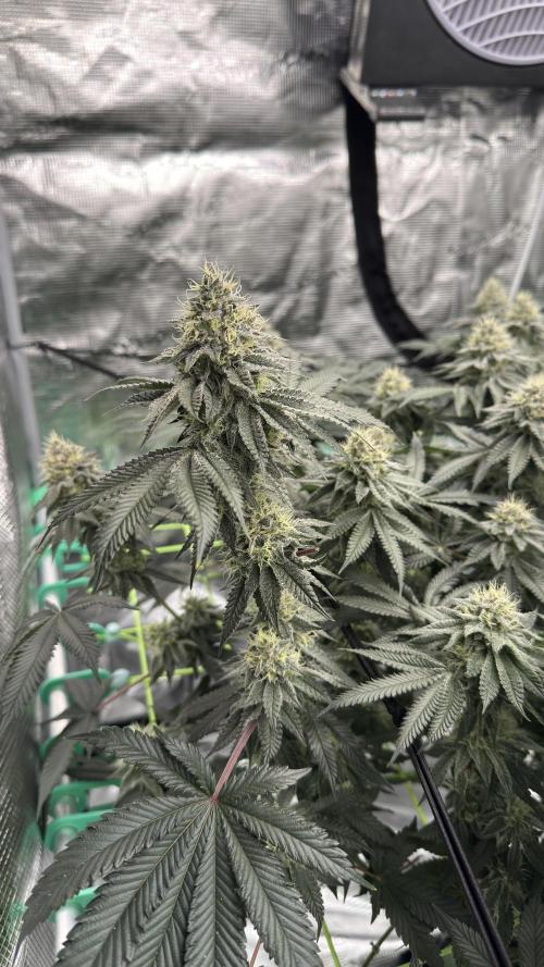 The Dual Ritual [GrapePak x Barf Breath]. Week 14 - GrapePak