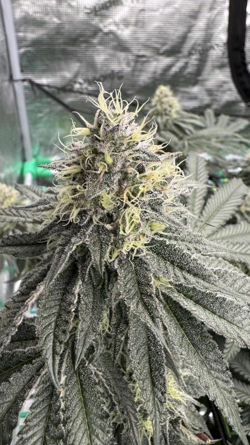The Dual Ritual [GrapePak x Barf Breath]. Week 14 - GrapePak