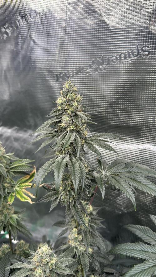 The Dual Ritual [GrapePak x Barf Breath]. Week 14 - Barf Breath