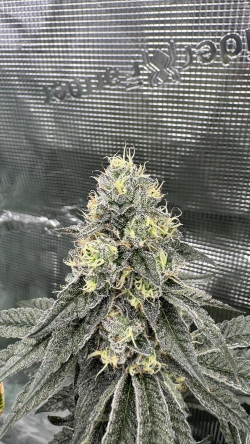 The Dual Ritual [GrapePak x Barf Breath]. Week 14 - Barf Breath