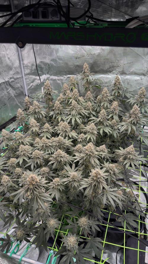 The Dual Ritual [GrapePak x Barf Breath]. Week 15