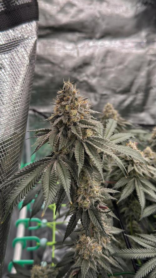 The Dual Ritual [GrapePak x Barf Breath]. Week 15