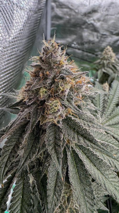 The Dual Ritual [GrapePak x Barf Breath]. Week 15