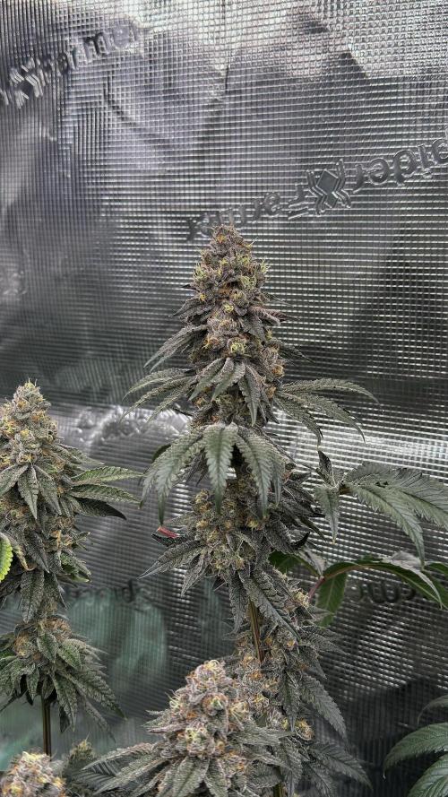 The Dual Ritual [GrapePak x Barf Breath]. Week 15