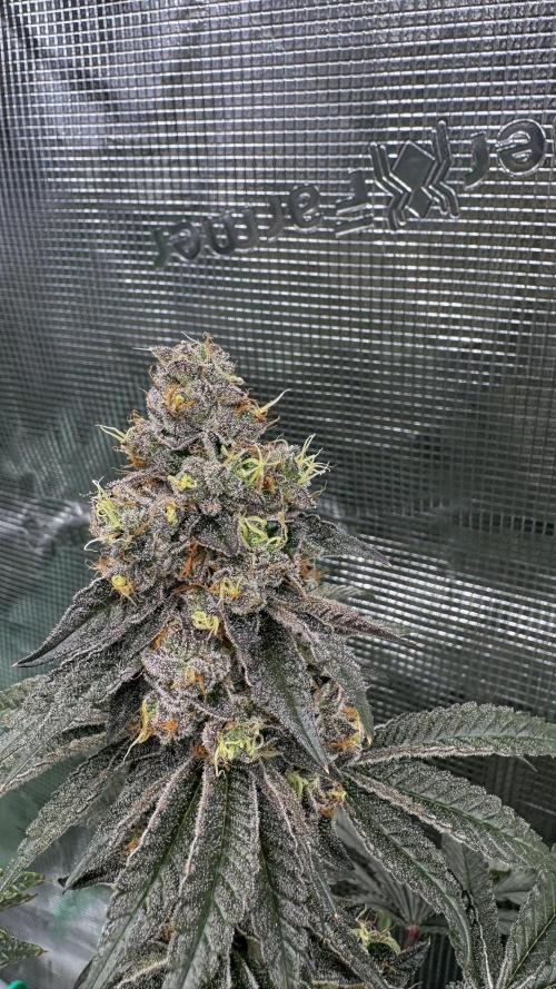 The Dual Ritual [GrapePak x Barf Breath]. Week 15