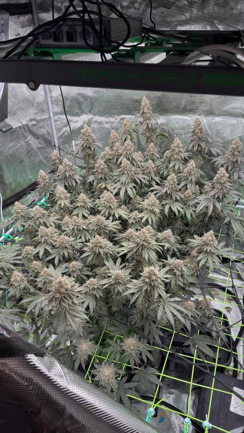 The Dual Ritual [GrapePak x Barf Breath]. Week 16